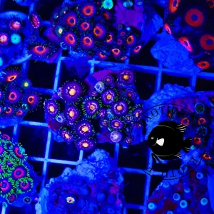 Zoanthus rusty golden – circa medium, GRADO A