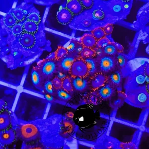 Zoanthus fire and ice combo military grain – large, GRADO A