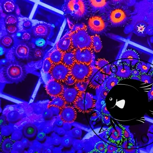 Zoanthus fire and ice – medium, GRADO A