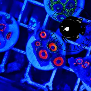 Zoanthus pheasant eye – small, GRADO A