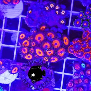 Zoanthus pheasant eye – medium, GRADO A