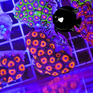 Zoanthus pheasant eye – large, GRADO A