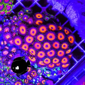 Zoanthus pheasant eye – circa 50 polipi, GRADO A