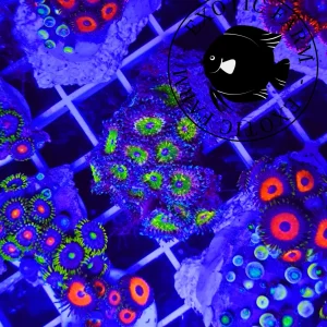 Zoanthus sherk purple – circa 15 polipi, GRADO A