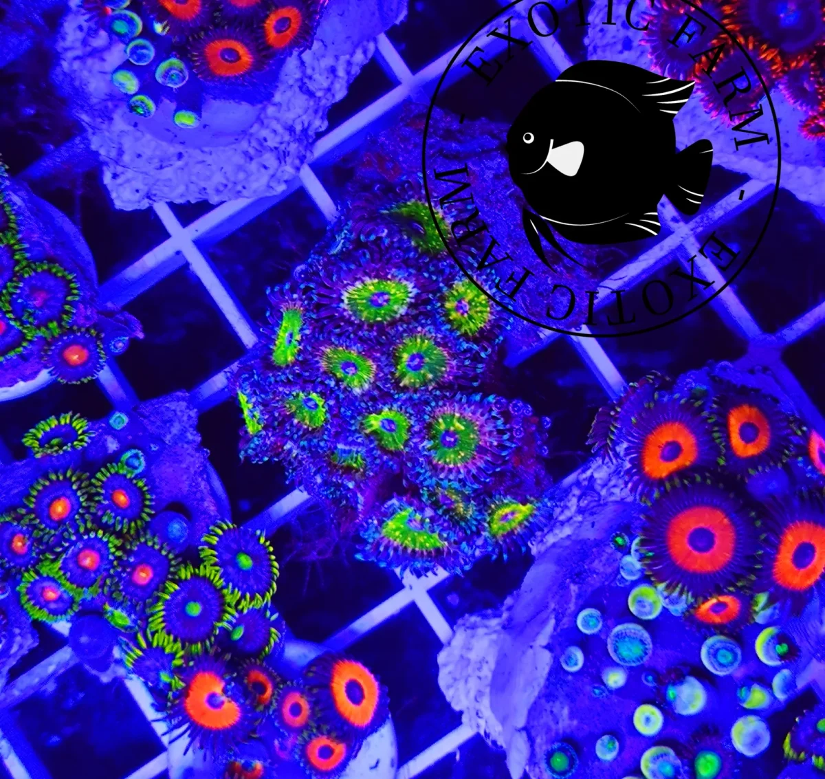 Zoanthus sherk purple – circa 15 polipi, GRADO A - immagine 2