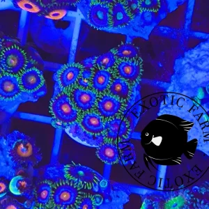 Zoanthus purple monster – medium, GRADO A