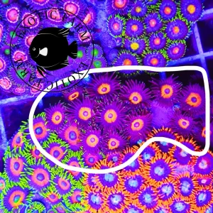 Zoanthus pink velvet – medium, GRADO A