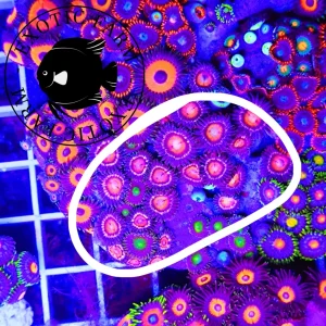 Zoanthus pink eyelash – medium, GRADO A