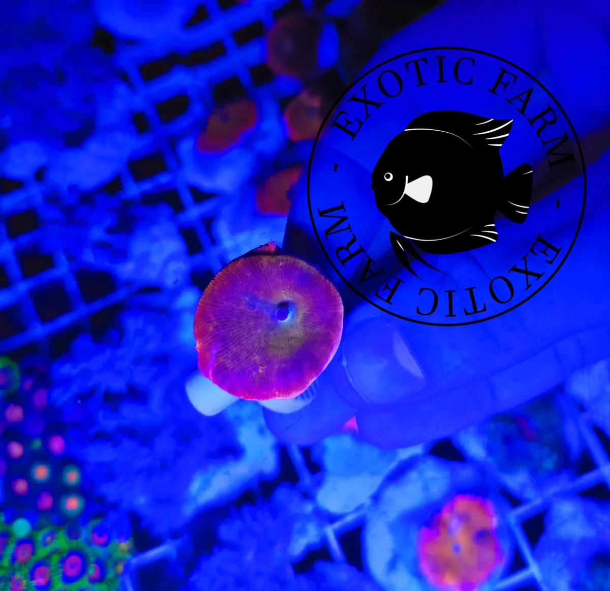 Discosoma red devil - immagine 3