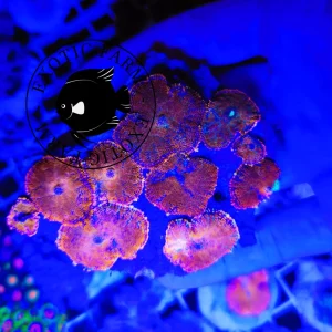 Colonia rhodactis forest fire – GRADO A+ 10 polipi
