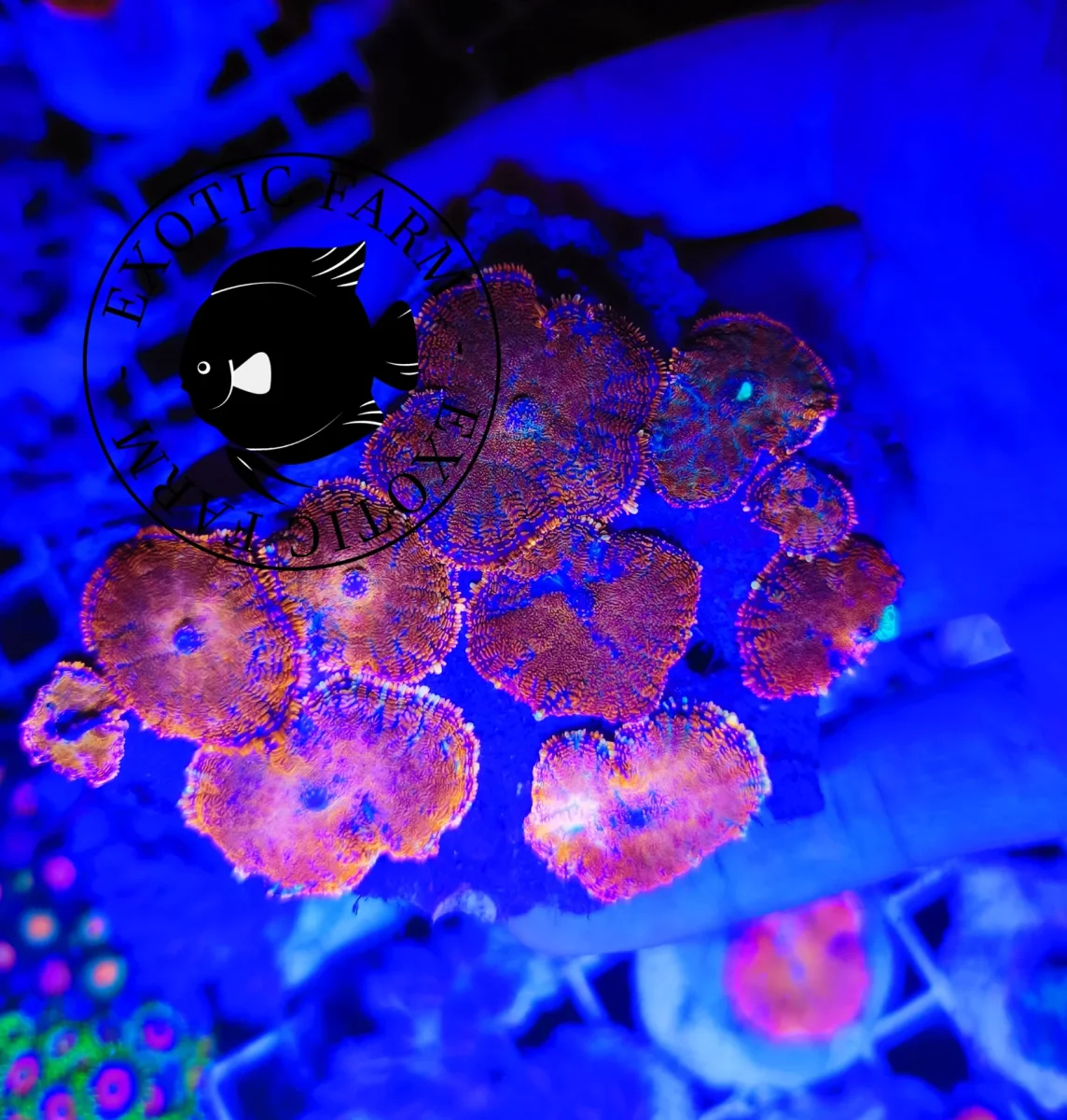 Colonia rhodactis forest fire – GRADO A+ 10 polipi - immagine 2