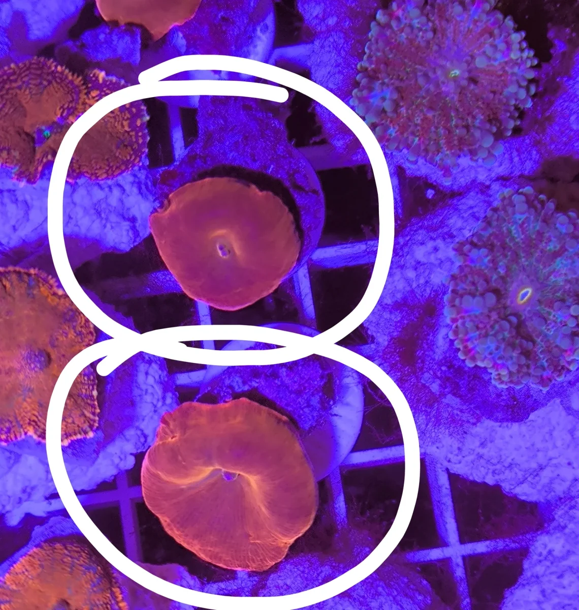 Discosoma red devil - immagine 4