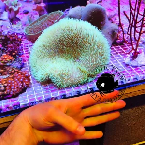 Sarcophyton glaucum green fluo XXL (RARITÀ)