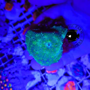 Discosoma kriptonite blue points