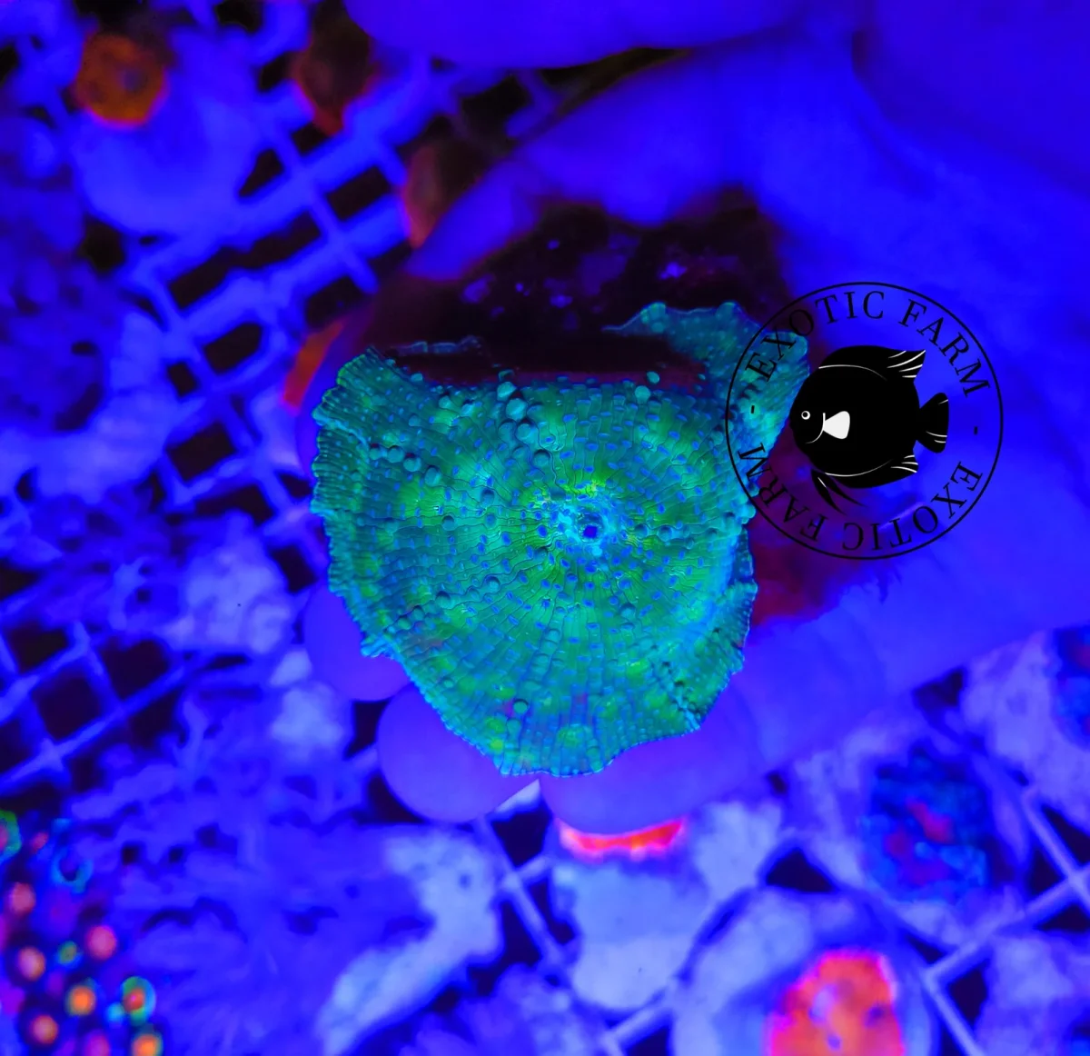 Discosoma kriptonite blue points - immagine 2