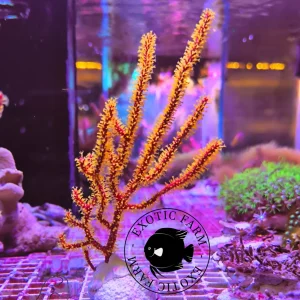 Gorgonia manella – colonia madre