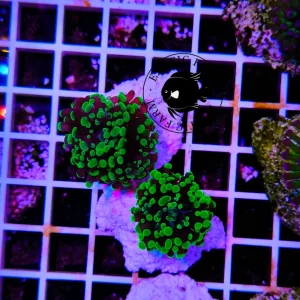 Euphyllia divisa green tips – 2 calici