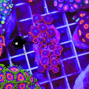 Zoanthus red blue space – large, GRADO A