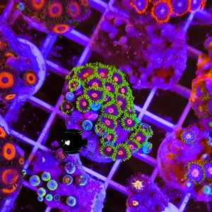 Zoanthus green Hulk – medium, GRADO A