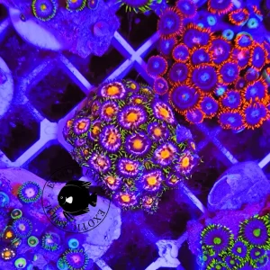 Zoanthus pink hay – medium, GRADO A