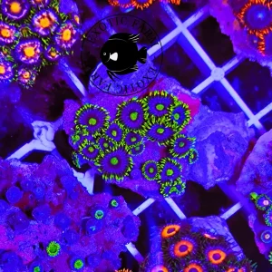 Zoanthus Sky green – medium, GRADO A