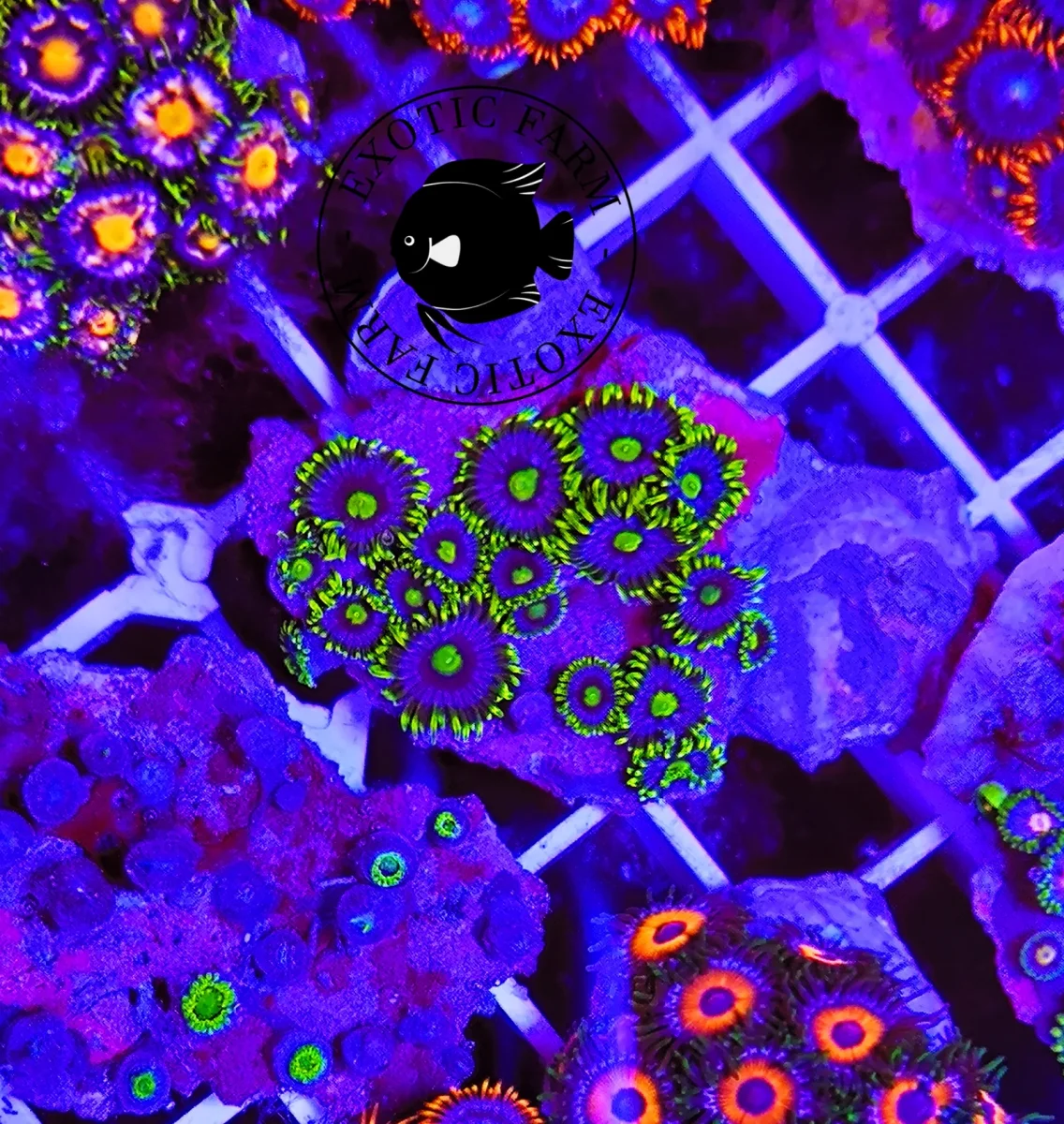 Zoanthus Sky green – medium, GRADO A