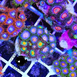 Zoanthus pink combo military grain – circa 20 polipi, GRADO A