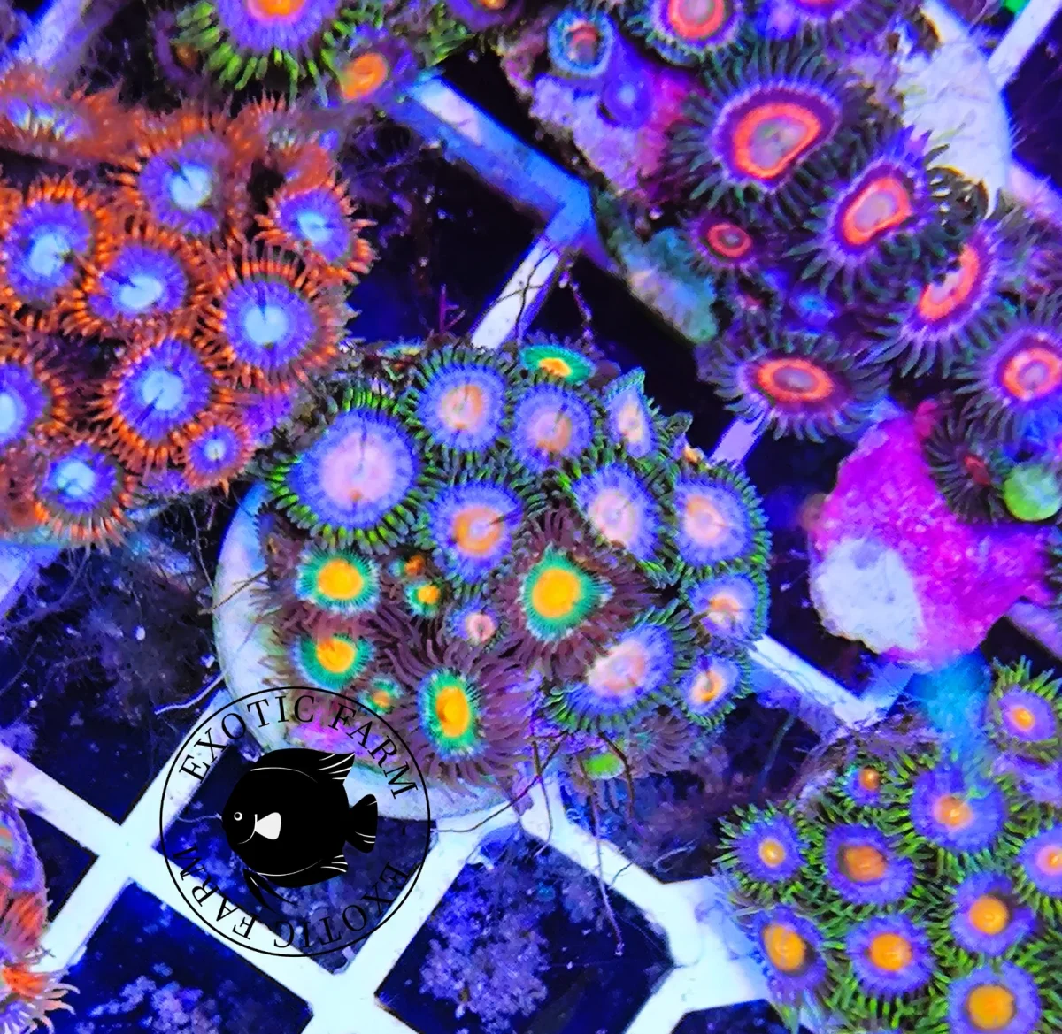 Zoanthus pink combo military grain – circa 20 polipi, GRADO A