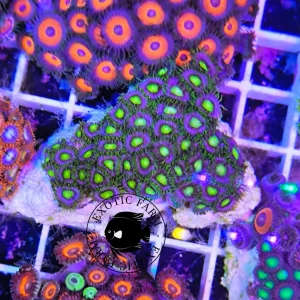 Zoanthus green jar – circa 40 polipi, GRADO A