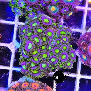 Zoanthus night green – circa 25 polipi, GRADO A