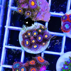 Zoanthus moon money – small, GRADO A