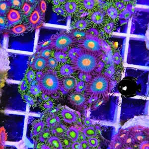 Zoanthus field combo military grain – large, GRADO A