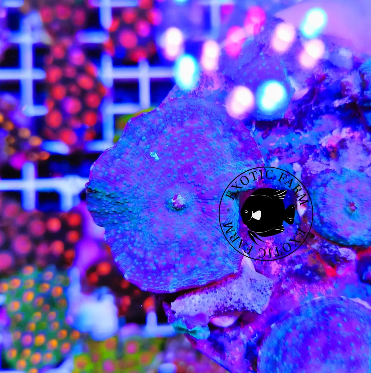 Discosoma blue spotted - immagine 3