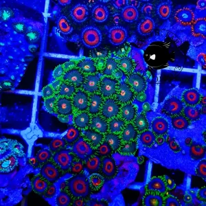 Zoanthus gold tipped kryptonite – medium, GRADO A