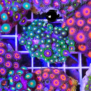 Zoanthus peaceful green – medium, GRADO A