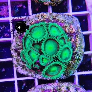 Palythoa green – circa 15 polipi