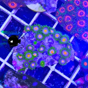 Zoanthus meadow edge – medium, GRADO A