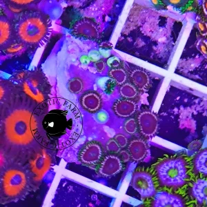 Zoanthus dark – medium, GRADO A