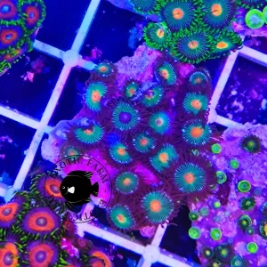 Zoanthus military grain – medium, GRADO A