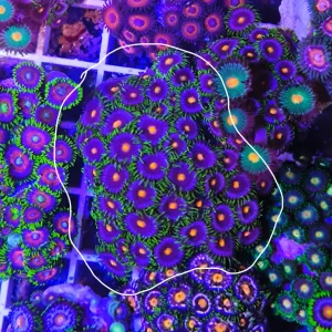 Zoanthus purple monster – large, GRADO A