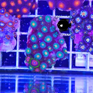 Zoanthus military grain combo eagle eye – medium, GRADO A