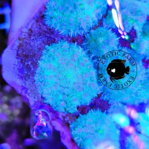 Rhodactis hidden blue