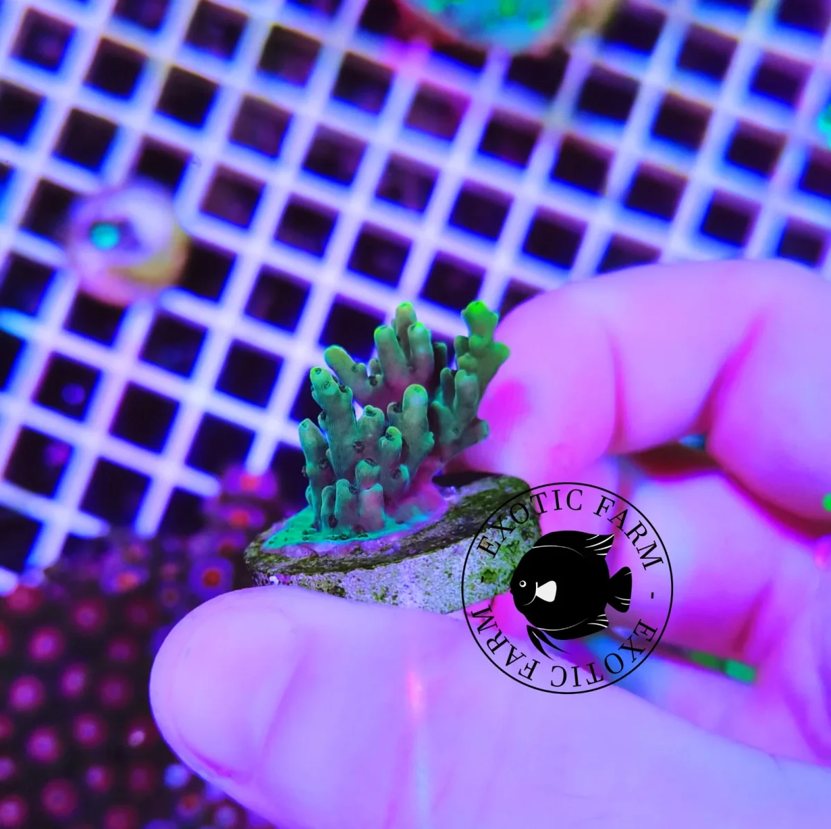 Acropora green – frag - immagine 2