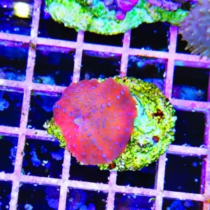 Discosoma red, blue spotted