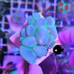 Plerogyra sinuosa green – media