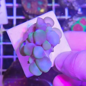 Plerogyra sinuosa – taglia piccola