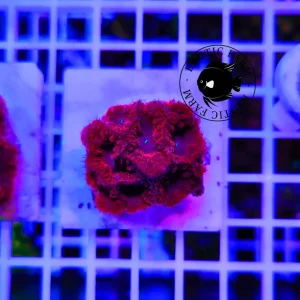 Blastomussa wellsi super red – taglia media (da collezione)