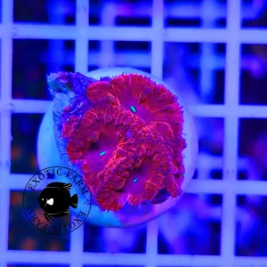 Blastomussa wellsi super red – taglia piccola