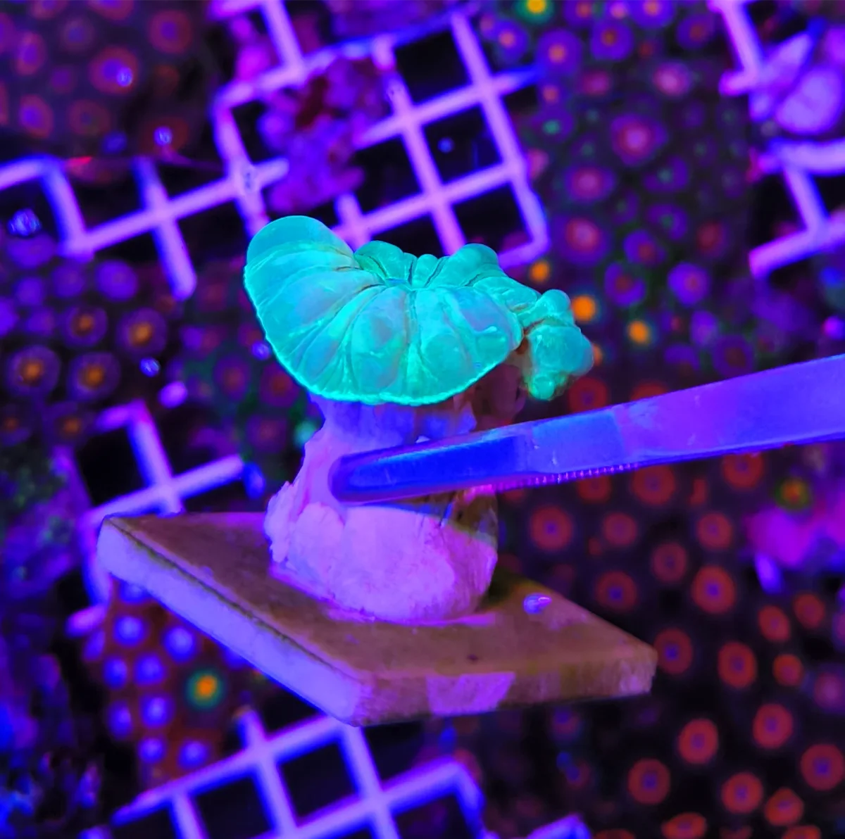 Nemenzophyllia turbida green – media - immagine 3