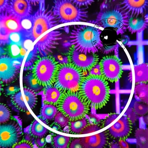 Zoanthus green flame – medium, GRADO A WYSYWYG